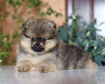 Собаки в Череповце:  щенки немецкого шпица.  Мальчик, 35 000 руб. - фото 6