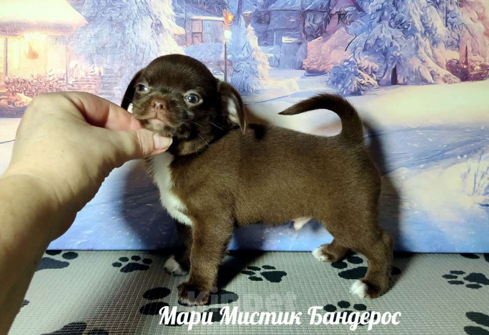 Собаки в Санкт-Петербурге: Мари Мистик Бандерос шоколадный с белым чихуахуа Мальчик, 60 000 руб. - фото 4