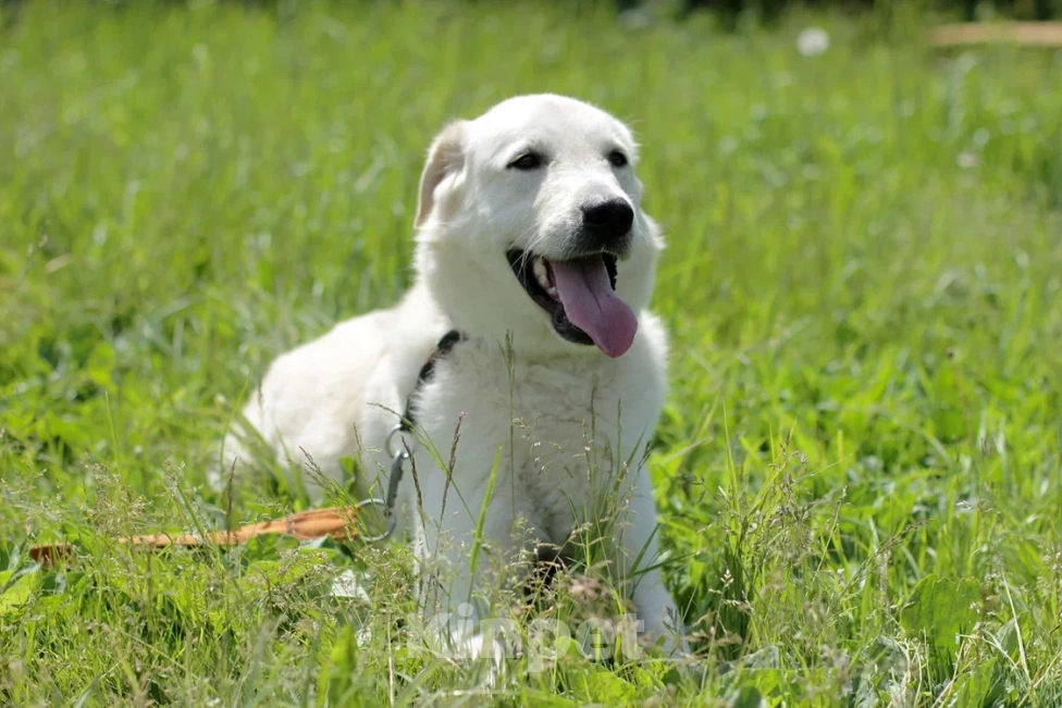 Собаки в Одинцово: Слим ищет дом Мальчик, Бесплатно - фото 6