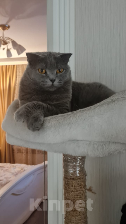 Кошки в Москве: В добрые руки Девочка, Бесплатно - фото 1