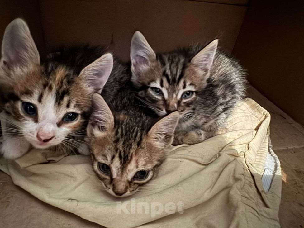 Кошки в Новосибирске: Пристраиваем найденных котят Мальчик, Бесплатно - фото 2