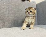 Кошки в Москве: Плюшевый вислоухий шотландский котенок девочка с документами Девочка, 28 000 руб. - фото 2