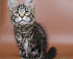 Кошки в Воронеже: Котята мейн-кун из питомника  Девочка, 55 000 руб. - фото 3