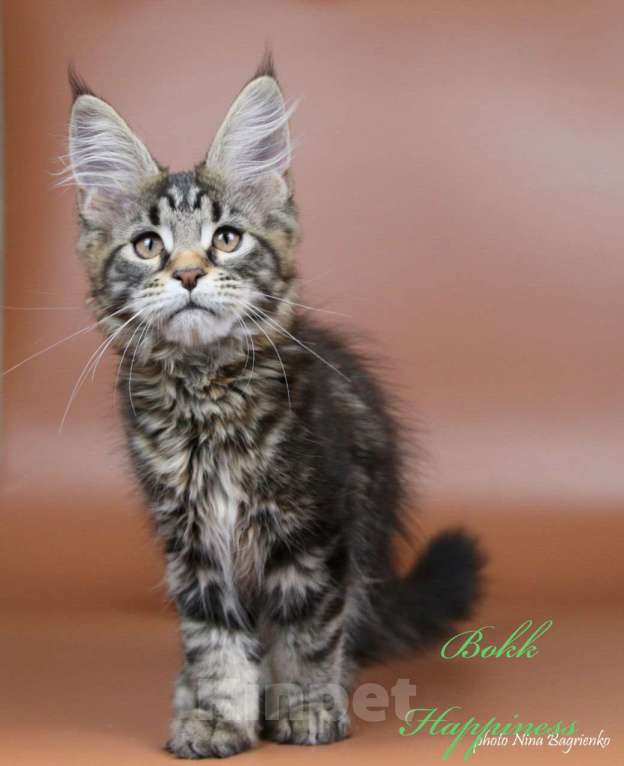 Кошки в Воронеже: Котята мейн-кун из питомника  Девочка, 55 000 руб. - фото 3