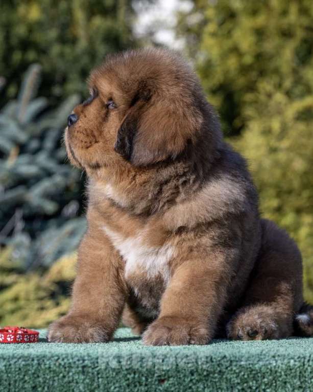 Собаки в Москве: Шикарный мальчик в экстремальном типе Мальчик, 350 000 руб. - фото 4
