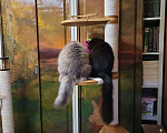 Кошки в Москве: Большой и пушистый черный кот, как у Булгакова Мальчик, 1 руб. - фото 2