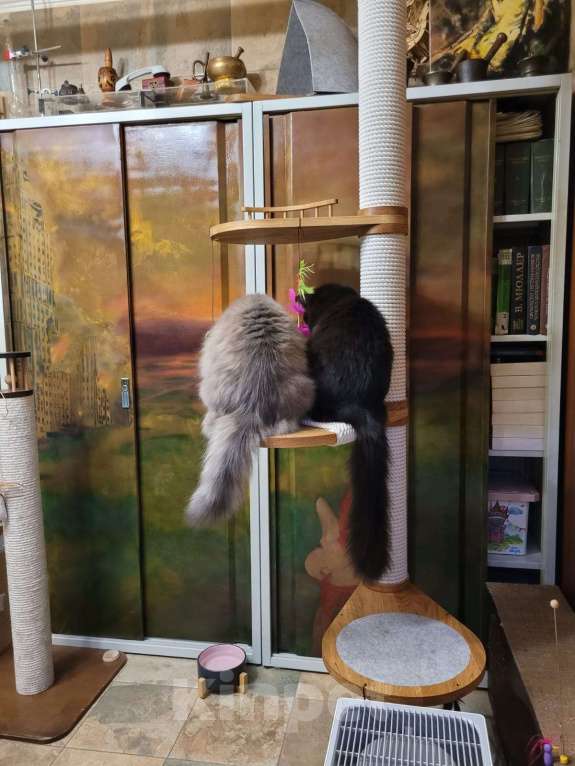 Кошки в Москве: Большой и пушистый черный кот, как у Булгакова Мальчик, 1 руб. - фото 2