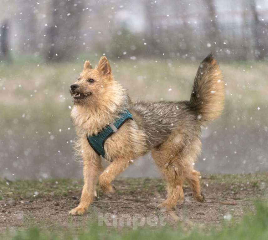 Собаки в Санкт-Петербурге: Классная Кнопка в добрые руки Девочка, Бесплатно - фото 1