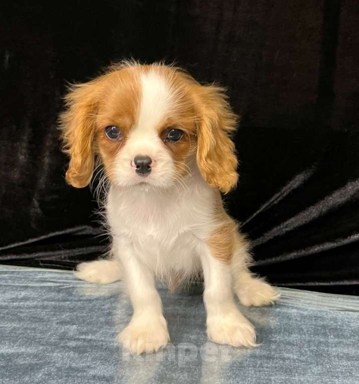 Собаки в Санкт-Петербурге: БЕСТ ИЛРЕАН КЕЛЬВИН Мальчик, 100 000 руб. - фото 3