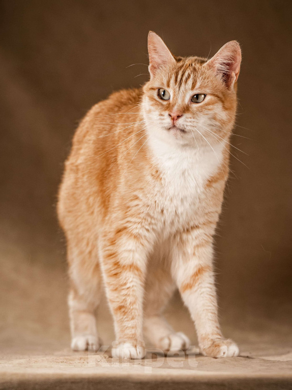 Кошки в Клине: Кутси – рыжая загадка с независимым характером Девочка, Бесплатно - фото 4