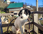 Собаки в Сочи: малыши ищут дом Девочка, Бесплатно - фото 4