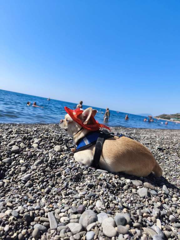 Собаки в Донецке: Предлагается на вязку, кобель породы чихуахуа. Мальчик, 10 000 руб. - фото 5