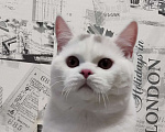 Кошки в Москве: Белый британский котенок 7 месяцев Мальчик, 35 000 руб. - фото 1