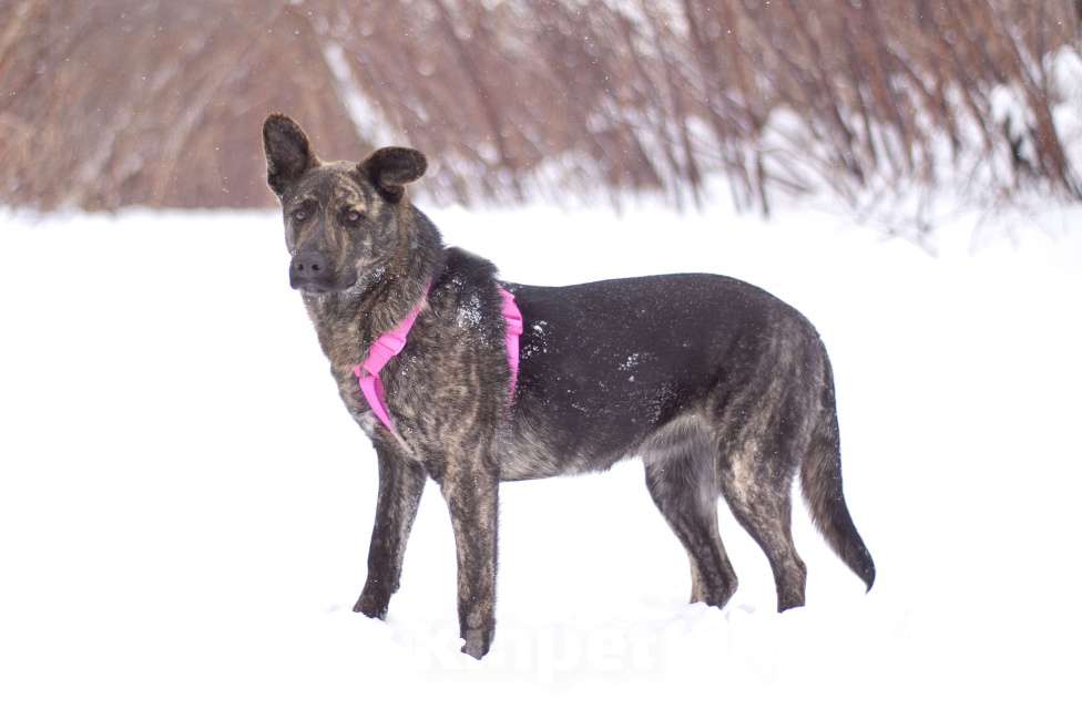 Собаки в Москве: Тигровая собака Ребека в добрые руки Девочка, Бесплатно - фото 2