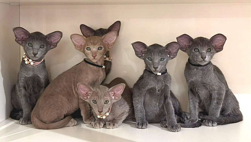 Ориентальные котята
