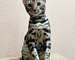Кошки в Омске: Мегаласковый бенгальский котик  Мальчик, 55 000 руб. - фото 5