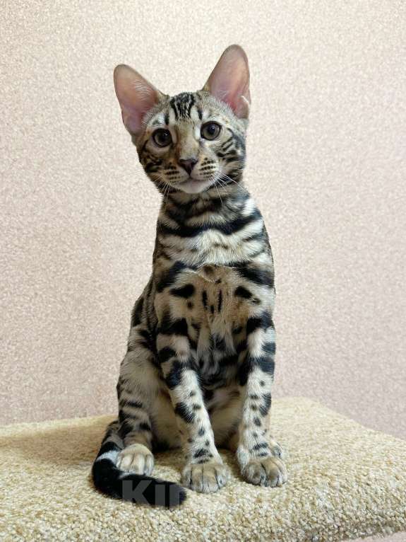 Кошки в Омске: Мегаласковый бенгальский котик  Мальчик, 55 000 руб. - фото 5