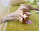 Кошки в Москве: Нереальный ласкун котенок Шурик Мальчик, 1 руб. - фото 1