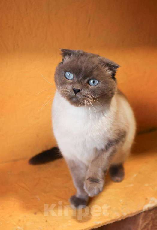 Кошки в других городах Московской области: Красавица Сямочка ищет дом Девочка, 10 руб. - фото 5