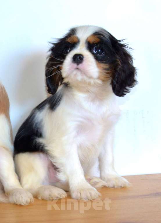 Собаки в Москве: Щенки Кавалер-Кинг-Чарльз Спаниель с документами и прививками Девочка, 55 000 руб. - фото 2