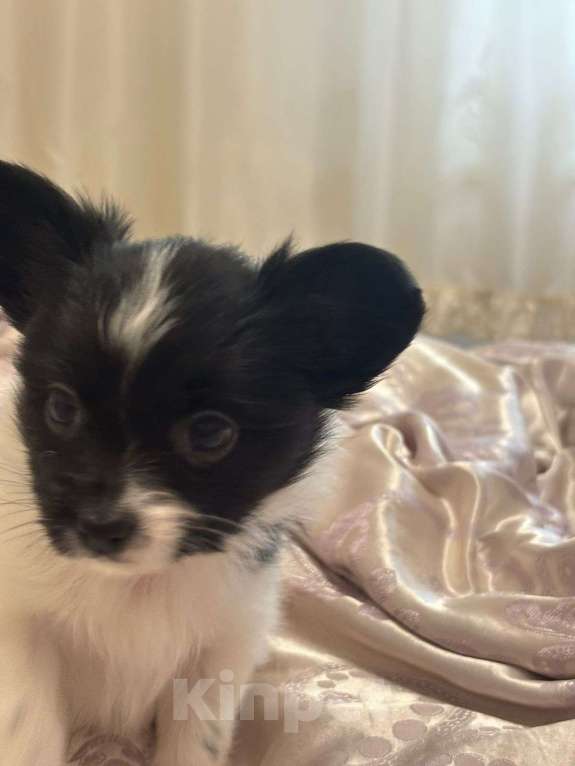 Собаки в других городах Московской области: Щенок девочка папильон Papillon  Девочка, 65 000 руб. - фото 3