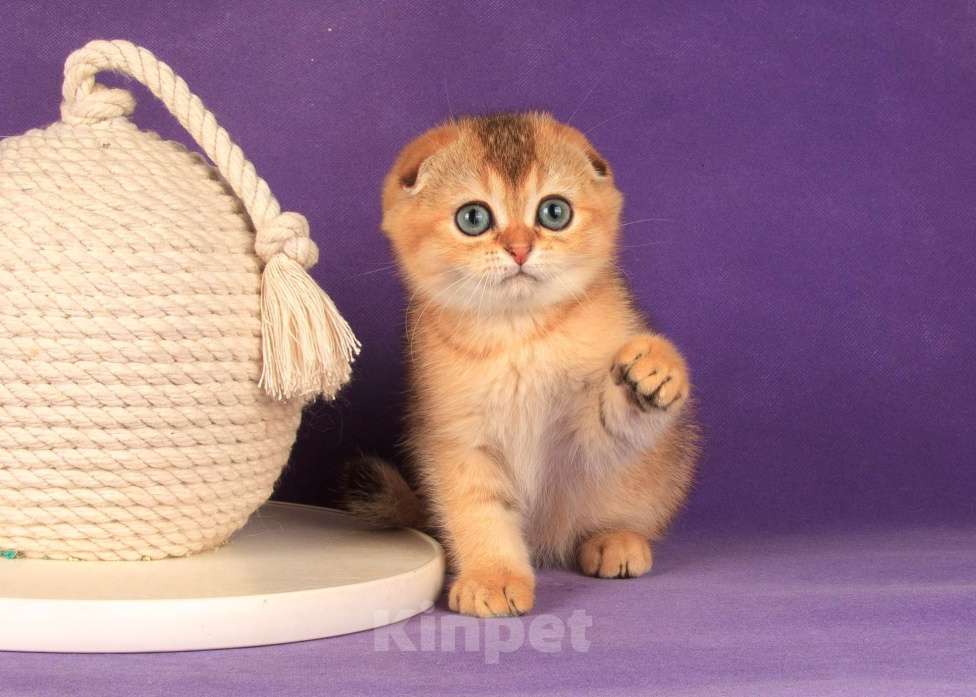 Кошки в Санкт-Петербурге: Золотой мальчик скоттиш фолд Мальчик, 45 000 руб. - фото 7