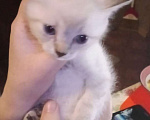 Кошки в Кинешме: Котик  Мальчик, 1 руб. - фото 2