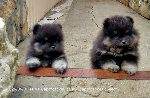 Щенки шпица