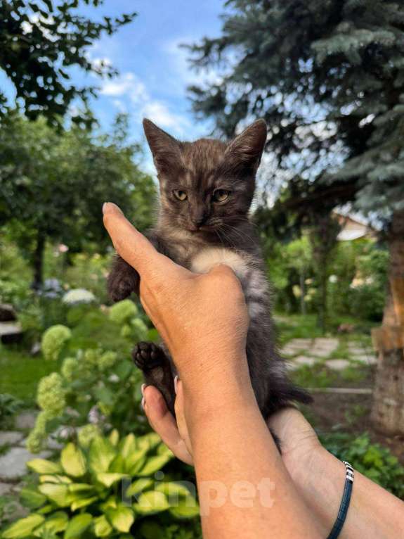 Кошки в Казани: Очаровательная малышка с дымчатым окрасом Девочка, Бесплатно - фото 1