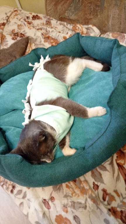 Кошки в Москве: Базиллио Мальчик, Бесплатно - фото 2