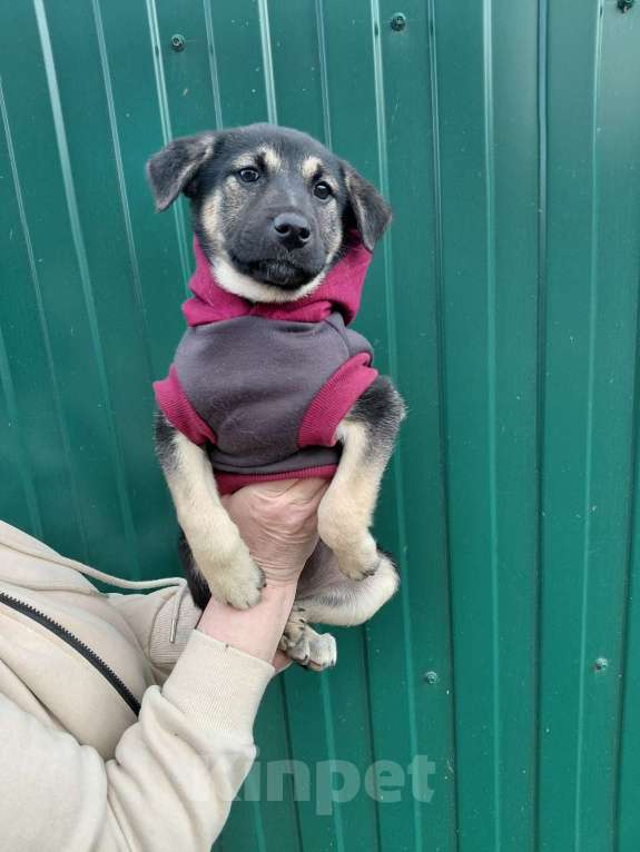 Собаки в Санкт-Петербурге: Ручной игривый щеночек ищет дом Девочка, Бесплатно - фото 7