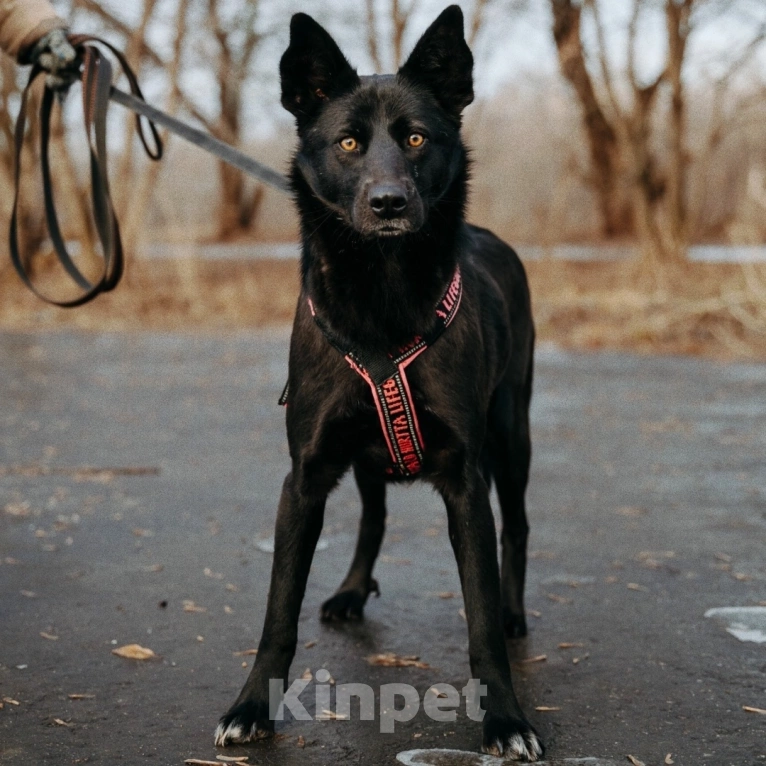 Собаки в Москве: Вупи ищет дом Девочка, Бесплатно - фото 5