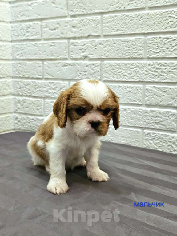 Собаки в других городах Липецкой области: Щенки Кавалер Кинг Чарльз спаниель Девочка, 75 000 руб. - фото 6