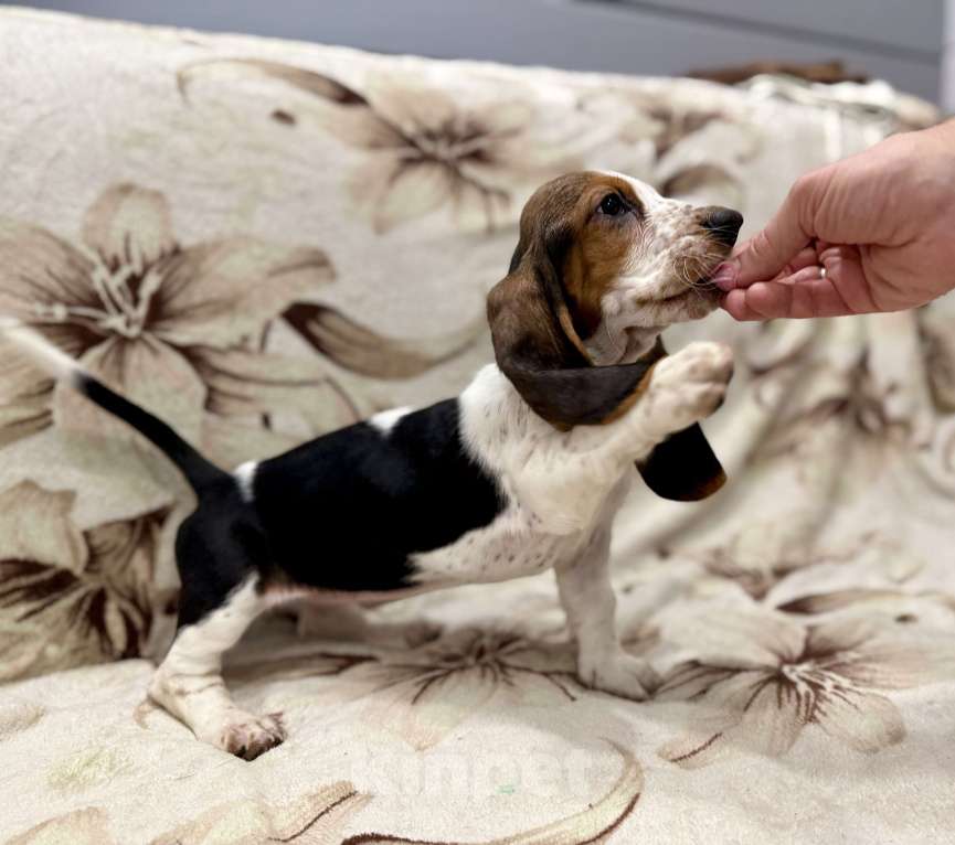 Собаки в Санкт-Петербурге: Бассет-хаунд щенки с родословной  Девочка, 45 000 руб. - фото 3