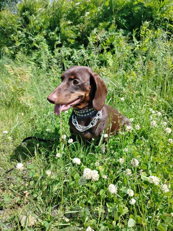 Собаки в Санкт-Петербурге: Вязка такса - юного чемпиона России, РКФ Мальчик, Бесплатно - фото 5