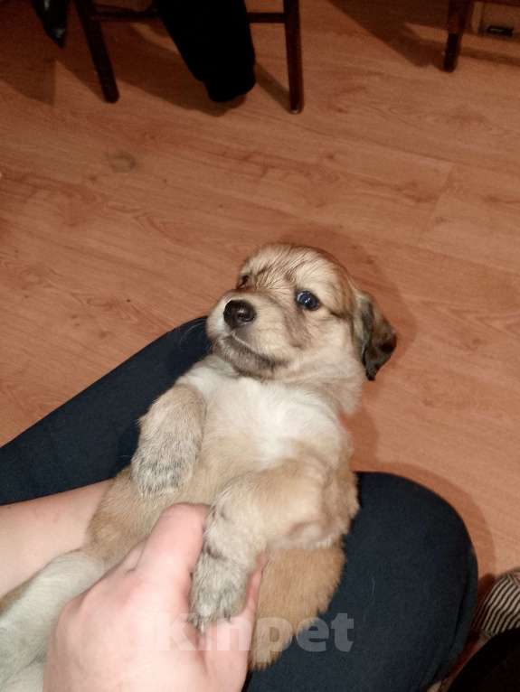 Собаки в Строителе: Малыш Девочка, Бесплатно - фото 2