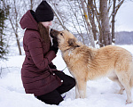 Собаки в Москве: Пушистый медвежонок в самые добрые и заботливые руки! Мальчик, Бесплатно - фото 5