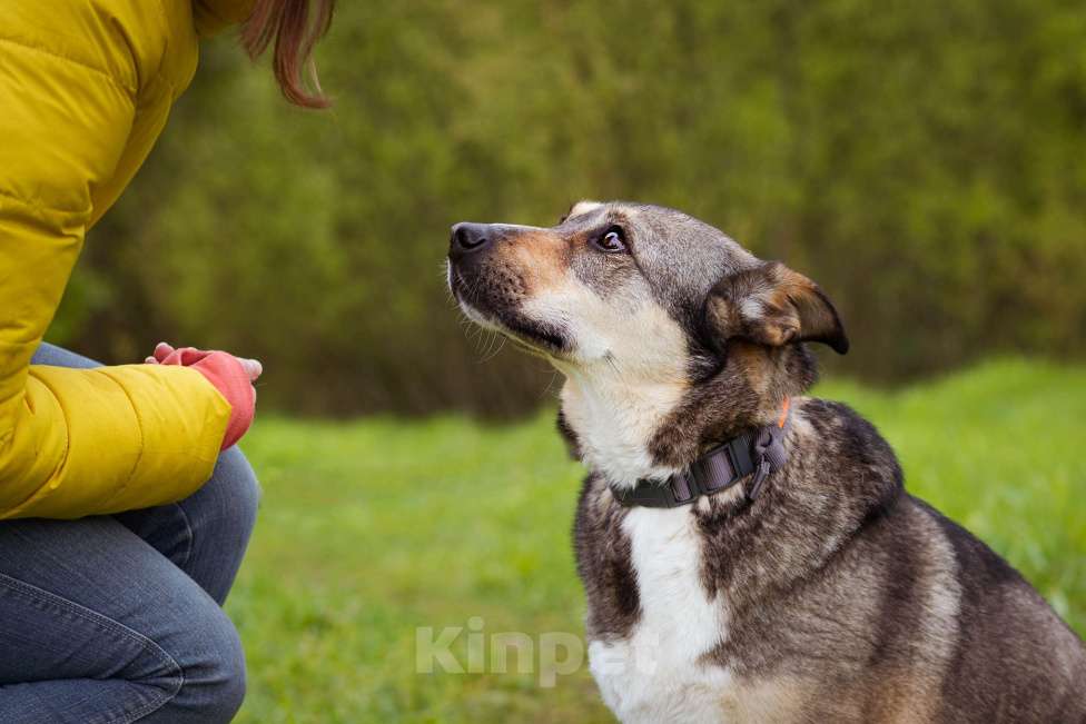 Собаки в Москве: Собачка на трёх лапках ищет дом Девочка, Бесплатно - фото 5