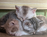 Кошки в Казани: Котята, помесь селкирк рекс с шотландским прямоухим Девочка, 25 000 руб. - фото 1
