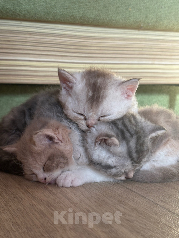 Кошки в Казани: Котята, помесь селкирк рекс с шотландским прямоухим Девочка, 25 000 руб. - фото 1
