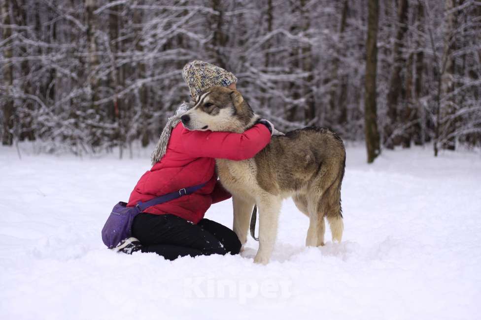 Собаки в Видном: щенок Криолан, 1 год Мальчик, Бесплатно - фото 10
