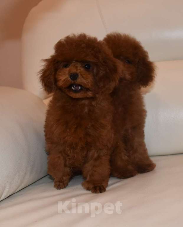 Собаки в Москве: Шикарная девочка РКФ, Влада Девочка, 150 000 руб. - фото 6