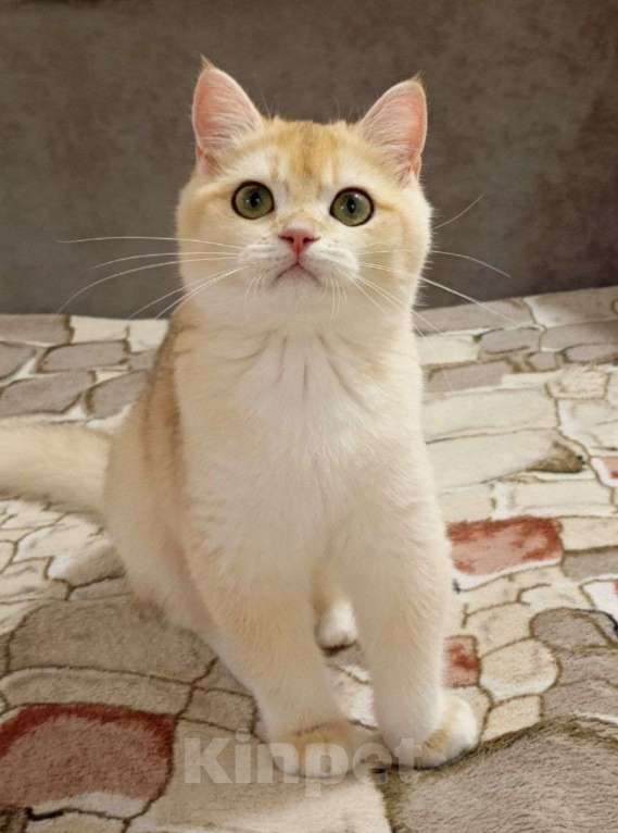 Кошки в Москве: Британская девочка Ксюша Девочка, 50 000 руб. - фото 5