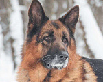 Собаки в Москве: Немецкая овчарка ищет дом Мальчик, Бесплатно - фото 6
