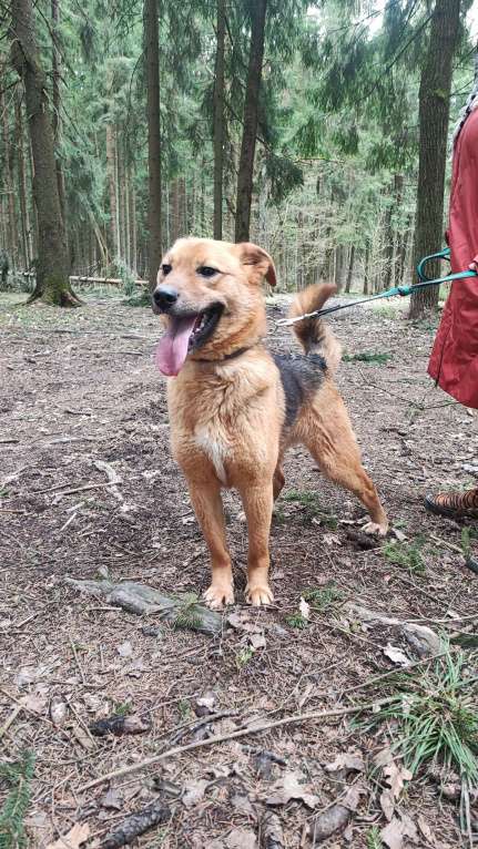 Собаки в других городах Московской области: Собака из приюта Мальчик, Бесплатно - фото 6