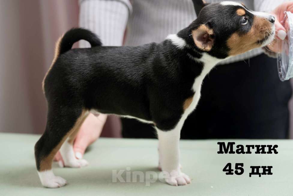 Собаки в Санкт-Петербурге: Щенок басенджи триколор 2 мес -мальчик Мальчик, 95 000 руб. - фото 5
