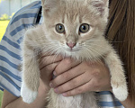 Кошки в Одинцово: 2 месяца котенок в добрые руки с доставкой Мальчик, 1 руб. - фото 2