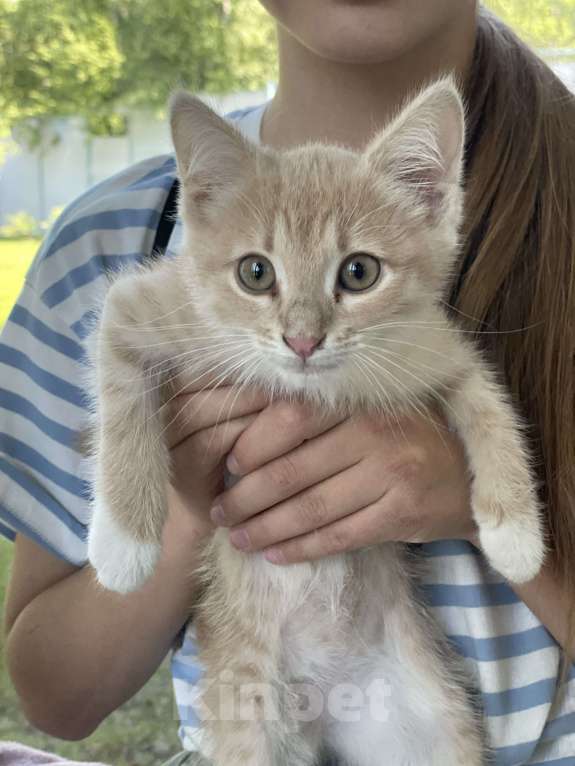 Кошки в Одинцово: 2 месяца котенок в добрые руки с доставкой Мальчик, 1 руб. - фото 2