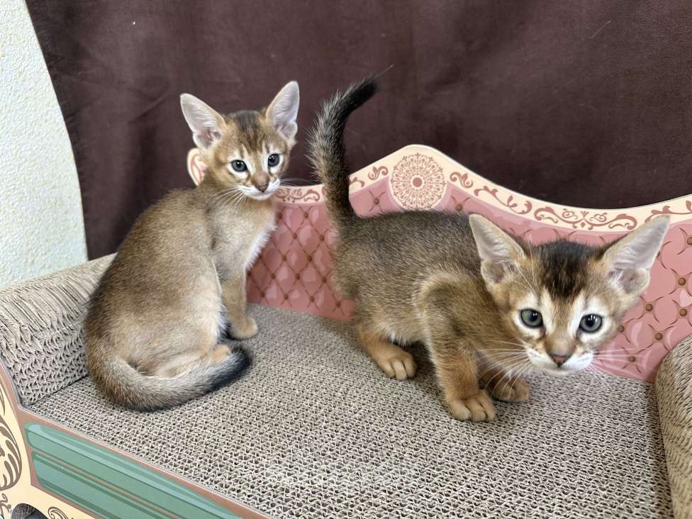 Кошки в Москве: абиссинский котик дикого окраса под резерв  Мальчик, 90 000 руб. - фото 8