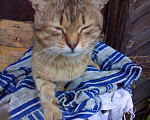 Кошки в Серафиме: Мальчик. Около года. Мальчик, Бесплатно - фото 2